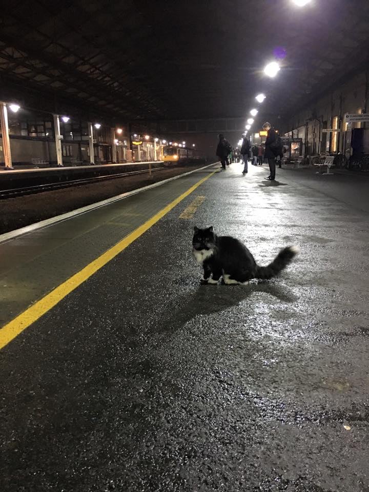 Train Station Cat