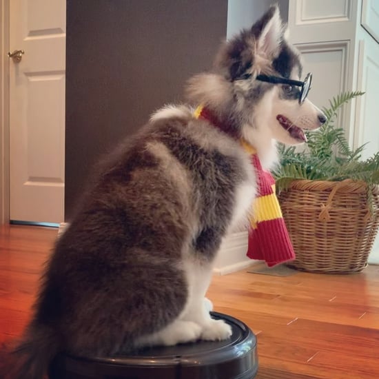 Dog Dressed as Harry Potter Riding a Roomba Vacuum | Video