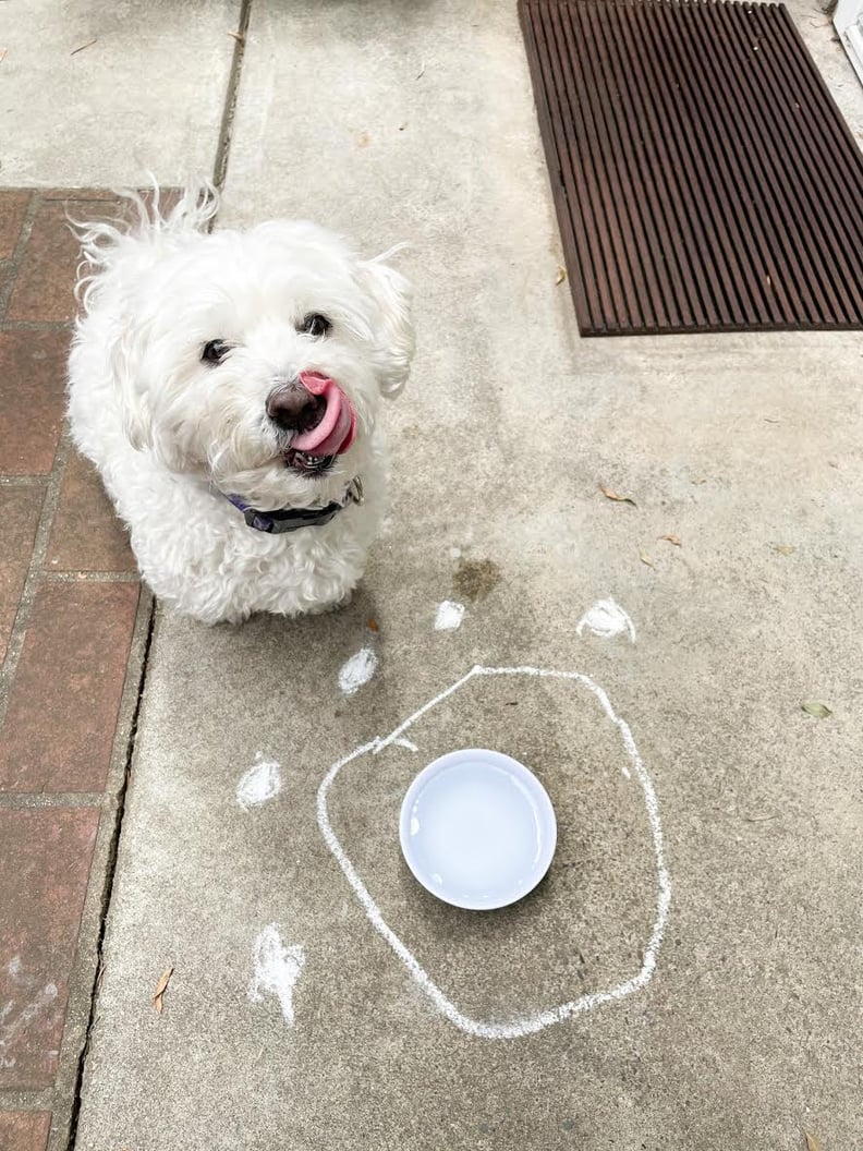 How to Use Chalk to Keep Ants Out of Your Dog s Water Bowl