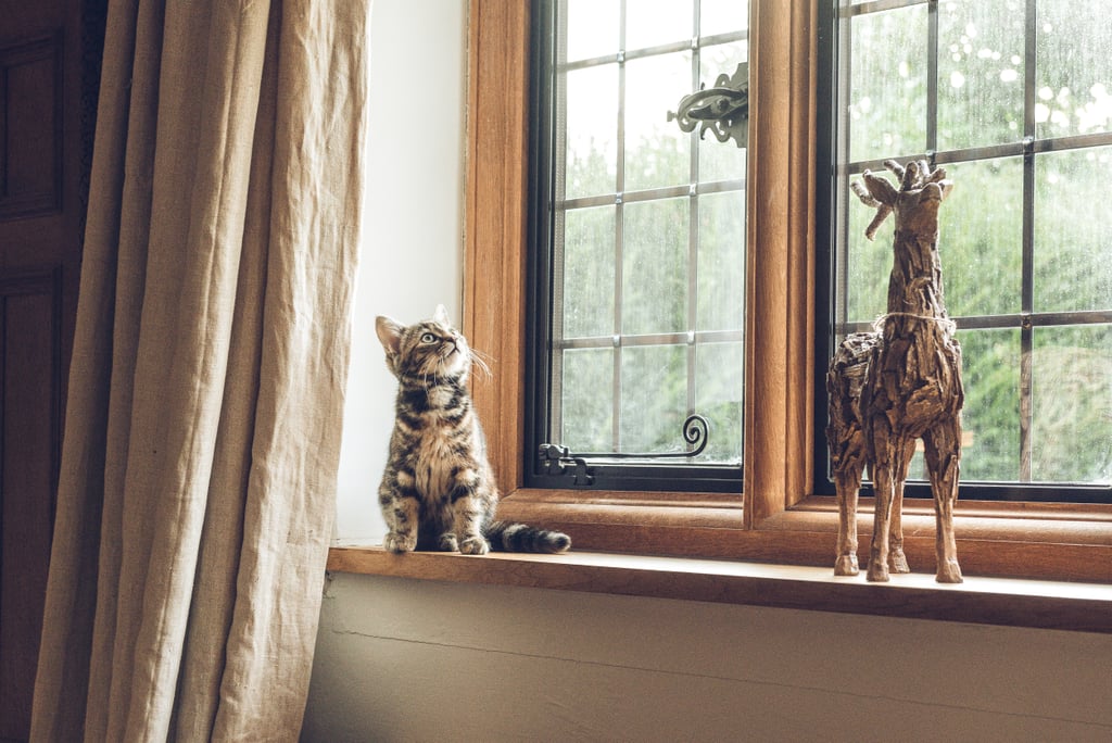 This cat has some growing to do if it wants to match that deer. This cat has some growing to do if it wants to match that deer.