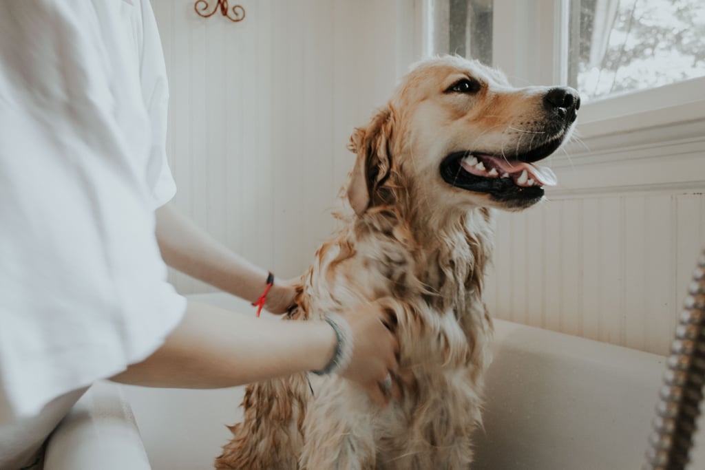 Best Grooming Products For Pets
