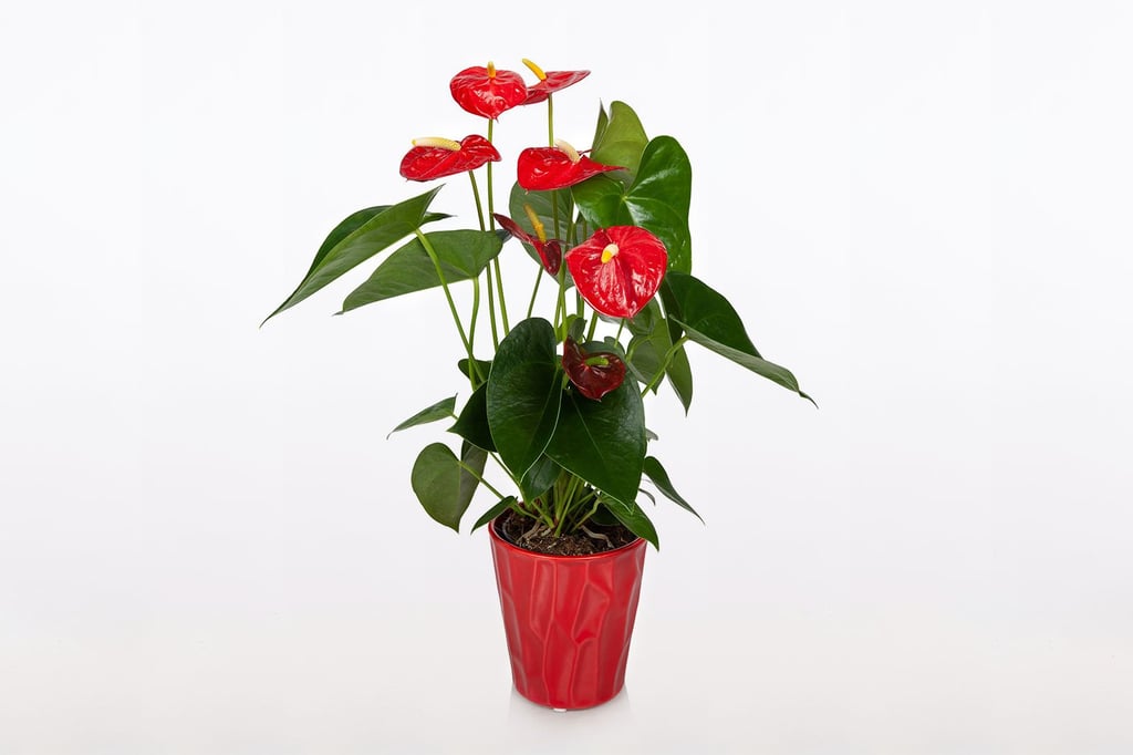 红色花烛属植物