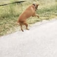 I've Spent 20 Minutes Watching This Video of a Dog Going on His First Walk After Being Adopted