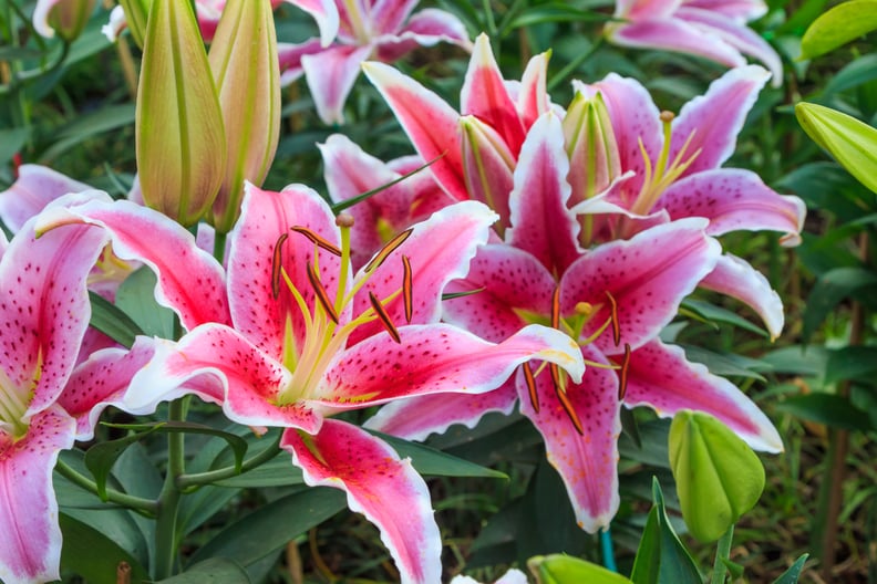 Lilies Are Social