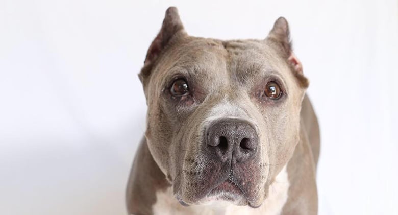 “Six years ago I started producing events which would raise money and awareness for Pit Bull-type dog nonprofits,” says Corry. These events, called Stand Up For Pits, grew in size and support over the years and now include an eight-city tour across the US, the most recent of which began in New York City on May 1. The events include performances by comedians, with past performers including Adam Sandler, Rosie O’ Donnell, David Spade, and Whitney Cummings, along with silent auctions and donation drive merchandise for sale. Until recently, her “velvet hippo,” as she affectionately referred to Angel, remained right there by her side along the way. However on April 2, Angel succumbed to cancer, but her legacy lives on.