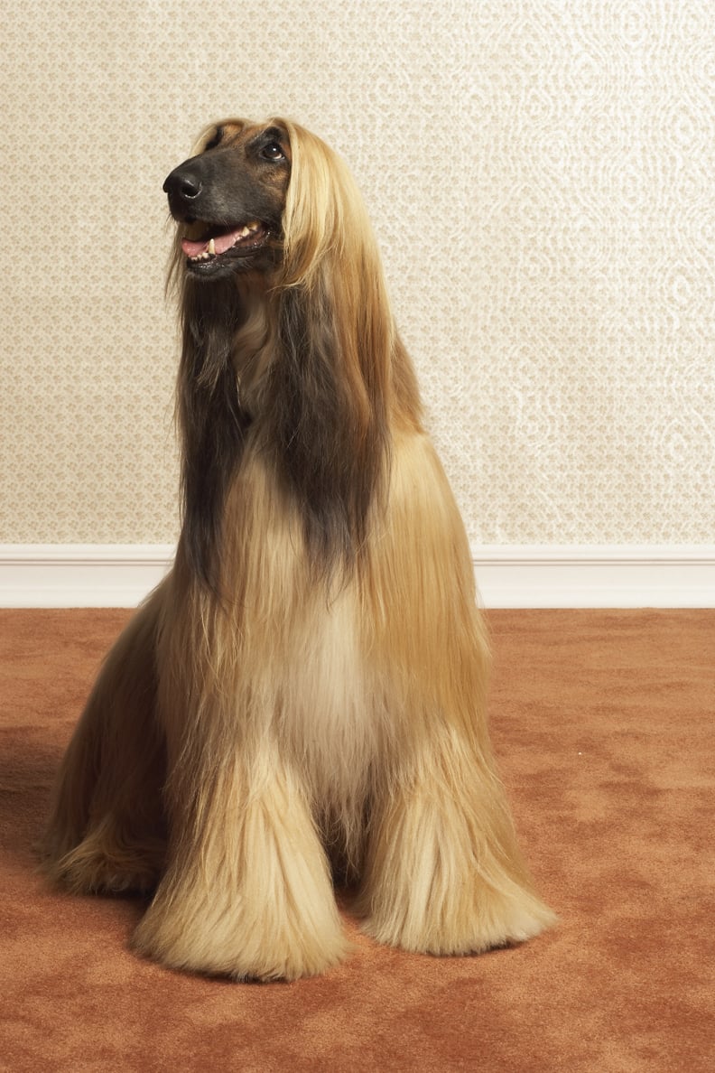 Afghan Hound