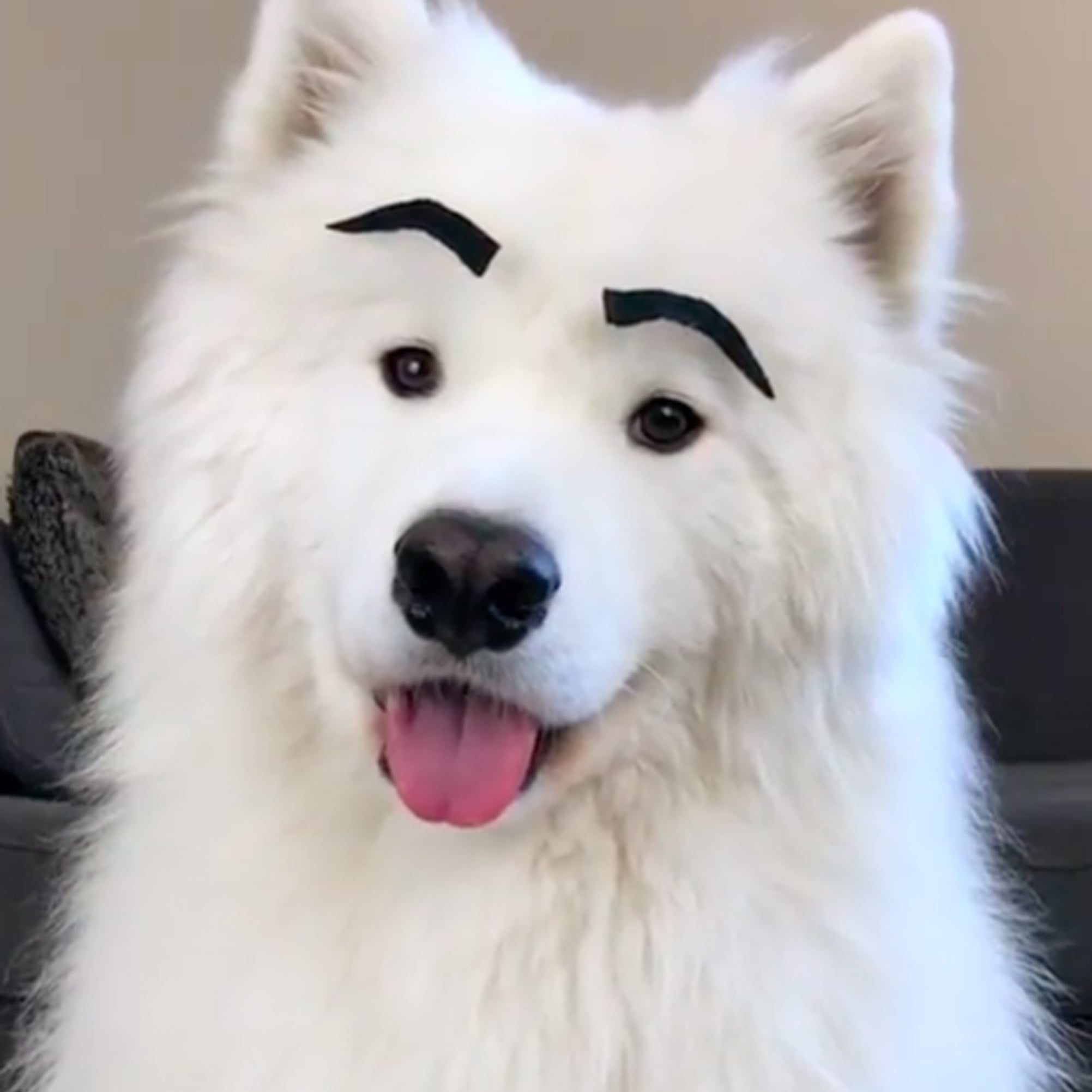 Samoyed Dog With Eyebrows on His Face 
