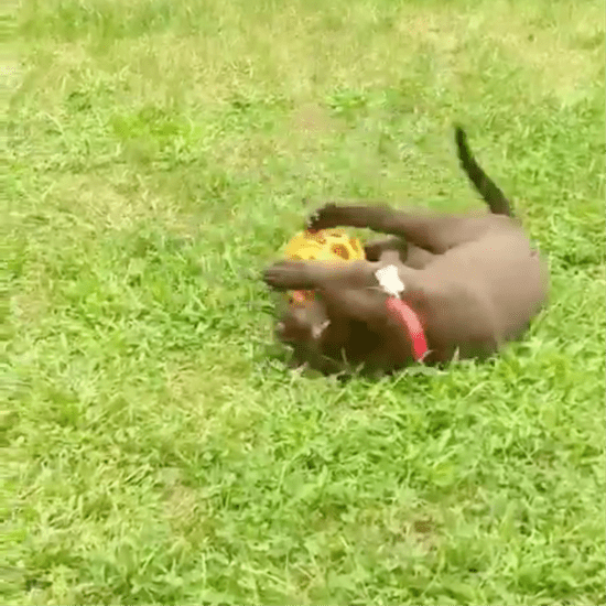 Video of Chocolate Lab Puppy Falling Over a Ball