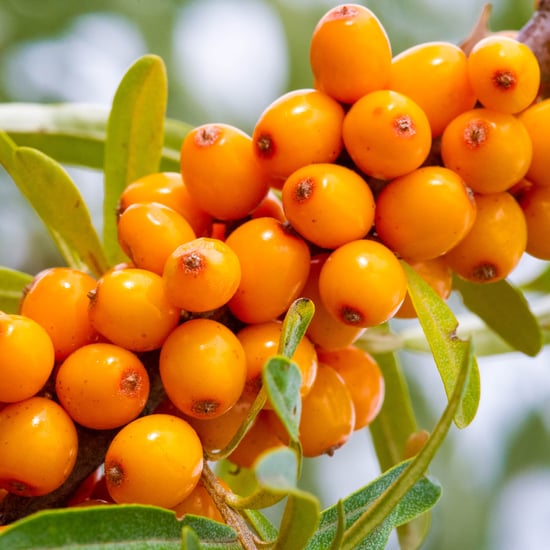 What Is Sea Buckthorn in Skin Care?