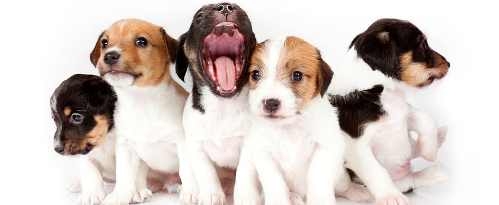 Puppy Breed Quiz