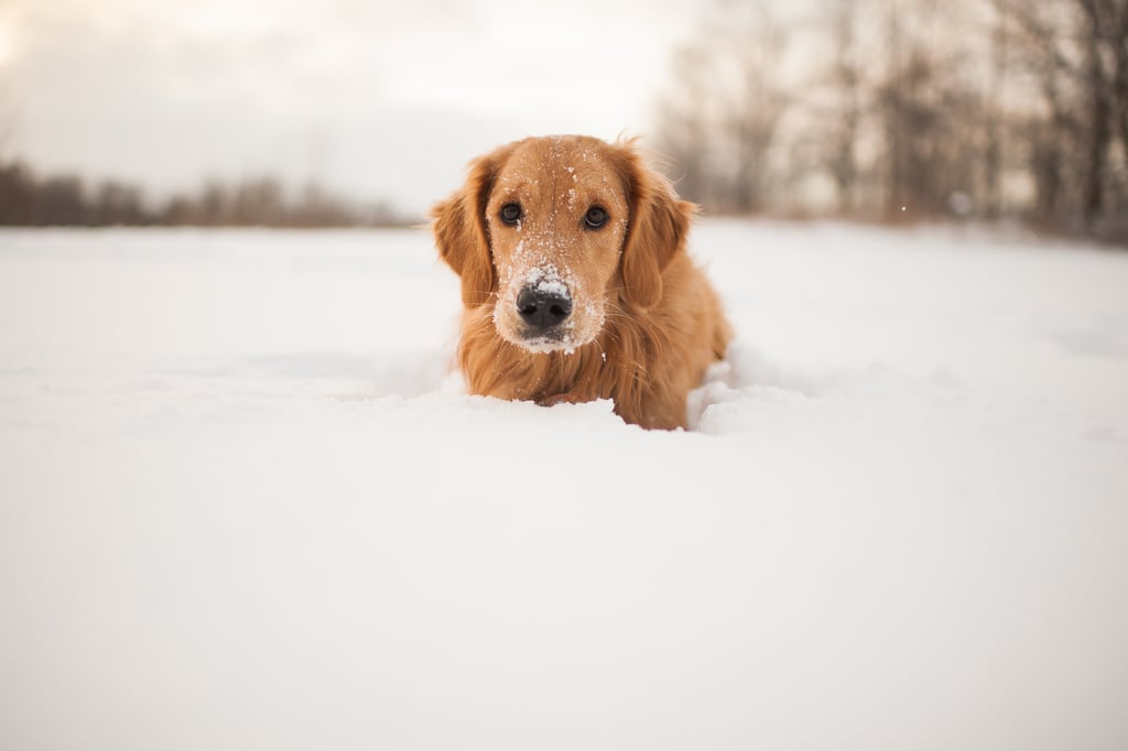 Cute Photos of Dogs in the Winter