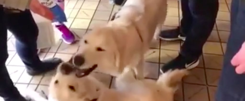 2 Golden Retriever Siblings Reunite in Seattle | Video