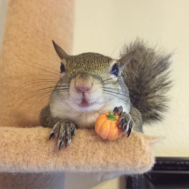 Pet Squirrel Instagram