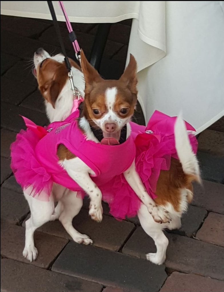 Running of the Chihuahuas in Winter Park, FL