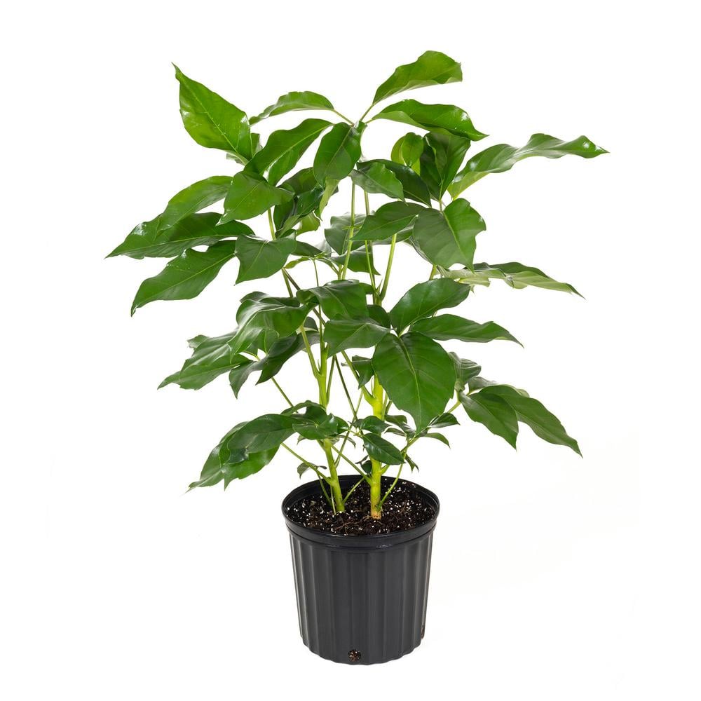 Schefflera Amate Plant Best Trees and Plants From Home Depot