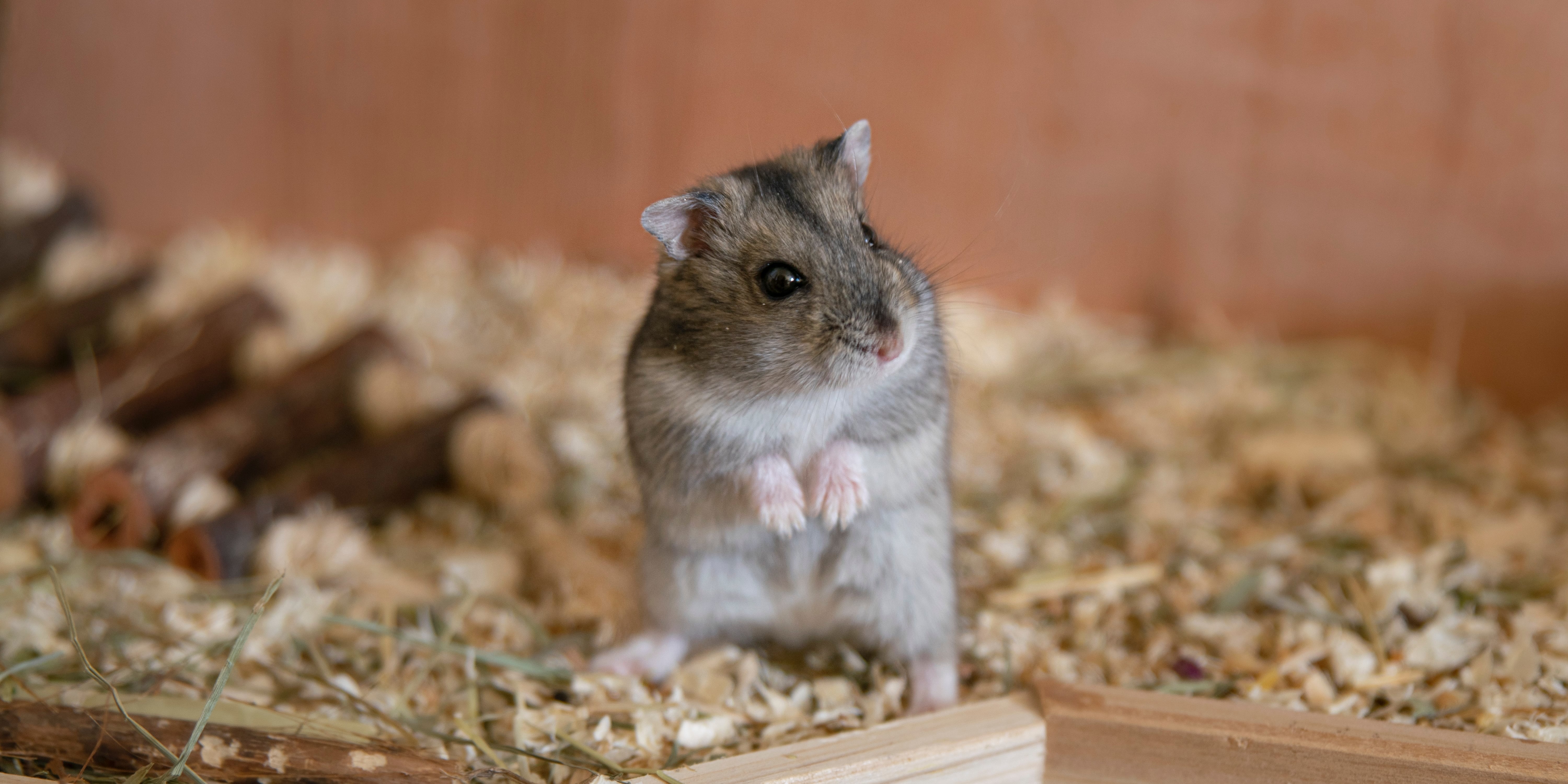 Why Does My Hamster Have a Bald Spot? POPSUGAR Pets