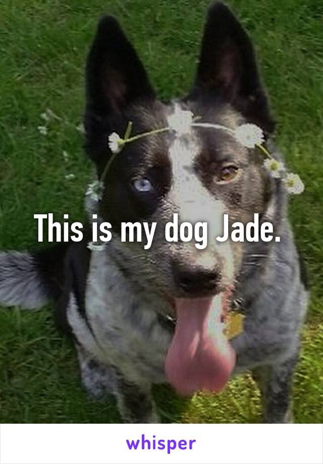 Dog-Lovers on Whisper