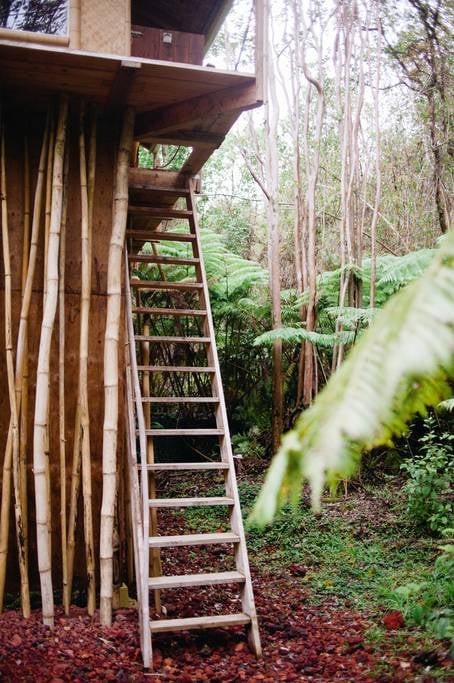 Tree House in Hawaii