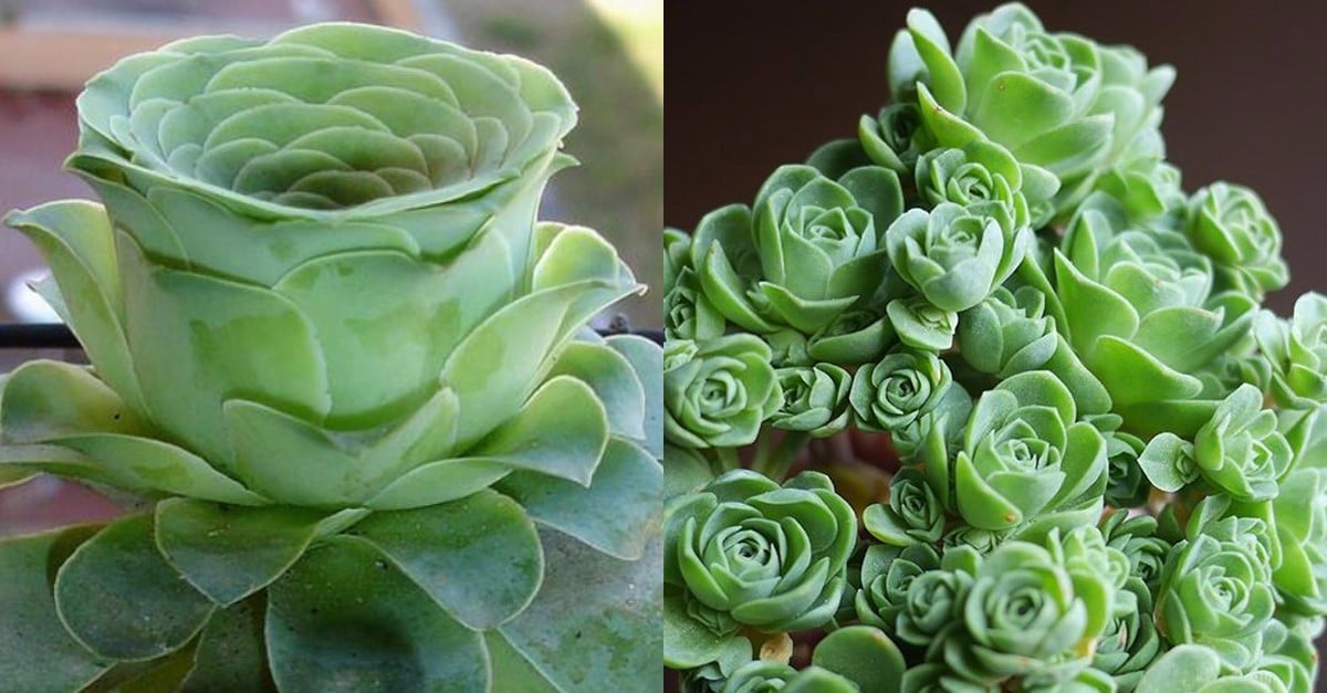 Rose-Shaped Succulents | PS Home