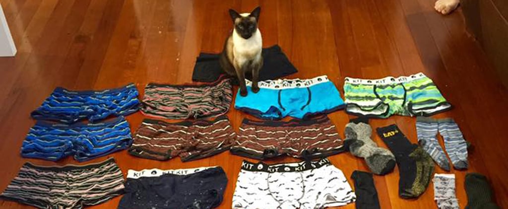 Cat Steals Underwear