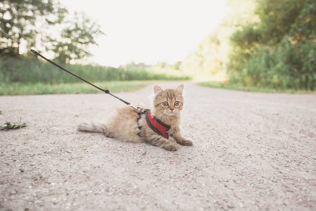 This cat needs a break from its walk.