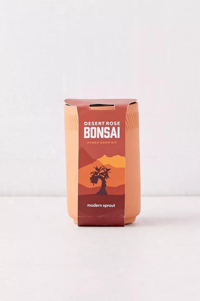 Modern Sprout Bonsai Terracotta Grow Kit