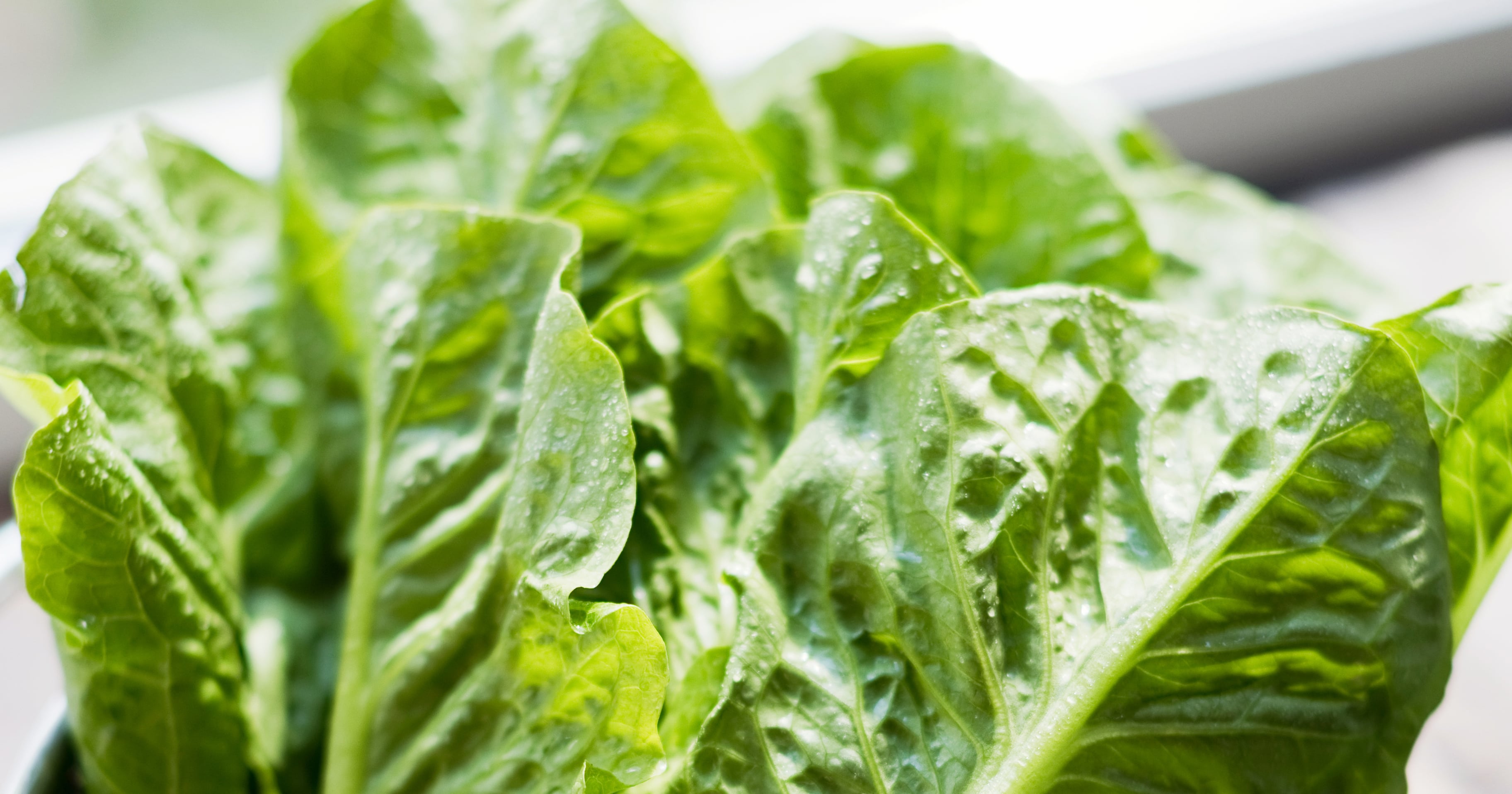 Does Drinking Lettuce Water Help With Sleep? POPSUGAR Fitness