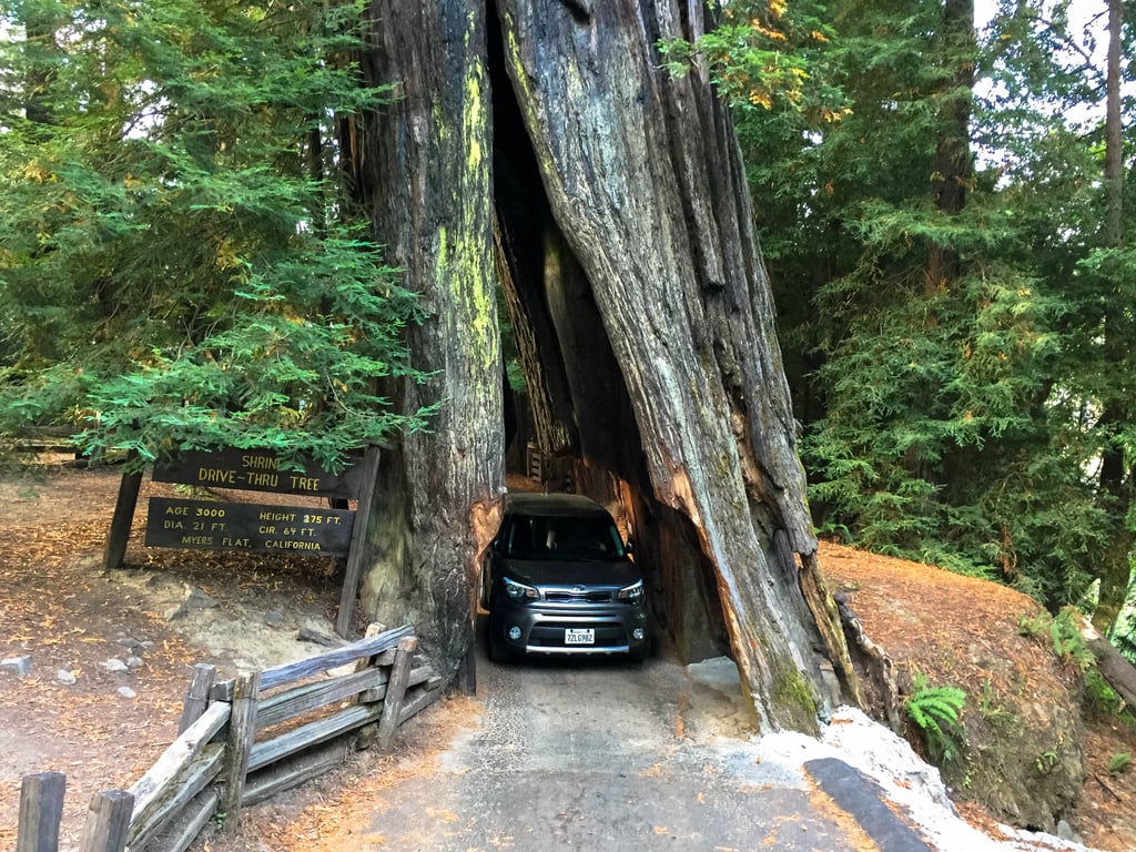 And of course, what would a redwood adventure be without driving through an actual redwood tree? For $6, you can squeeze your car through the Shine Drive Thru Tree as many times as you wish. Plus, if you're staying in the campground previously mentioned, this attraction is situated right up the road!