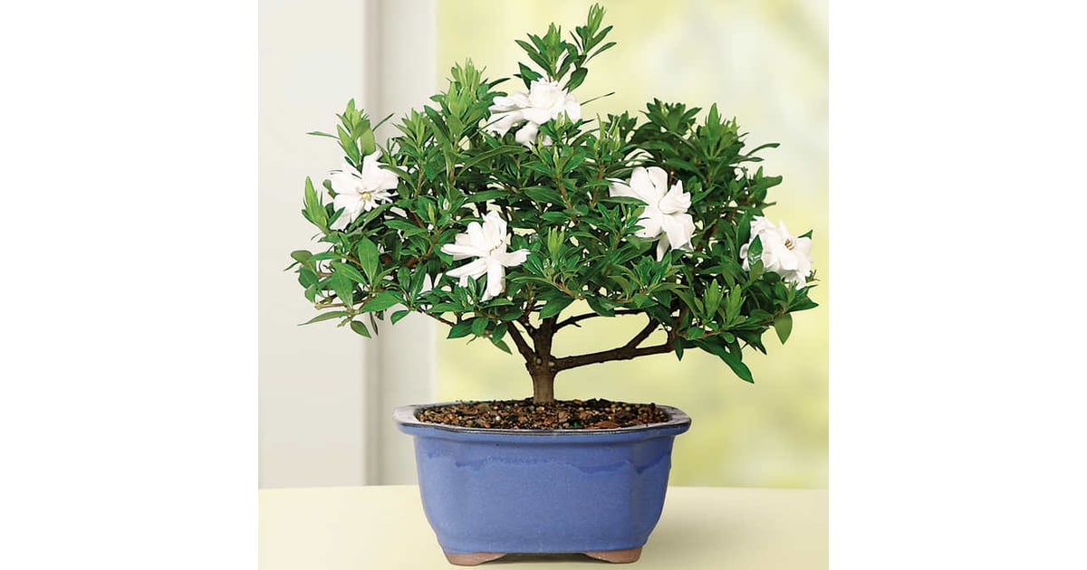 Plants Hostess Gifts From Costco POPSUGAR Home Photo 10