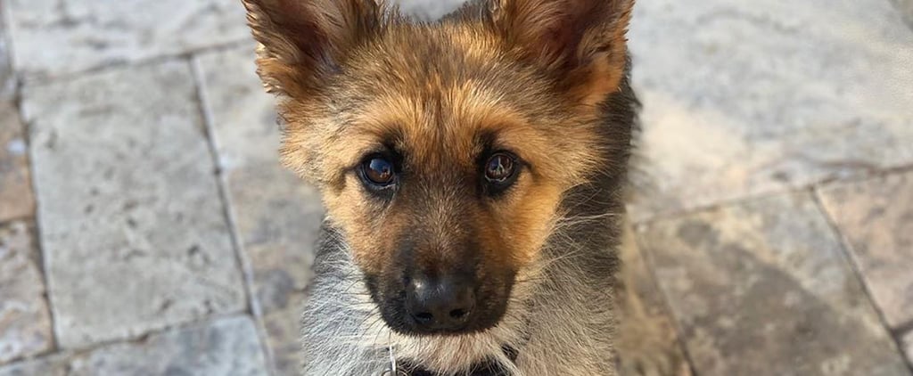 Ranger the Dwarf German Shepherd Looks Like a Puppy | Photos