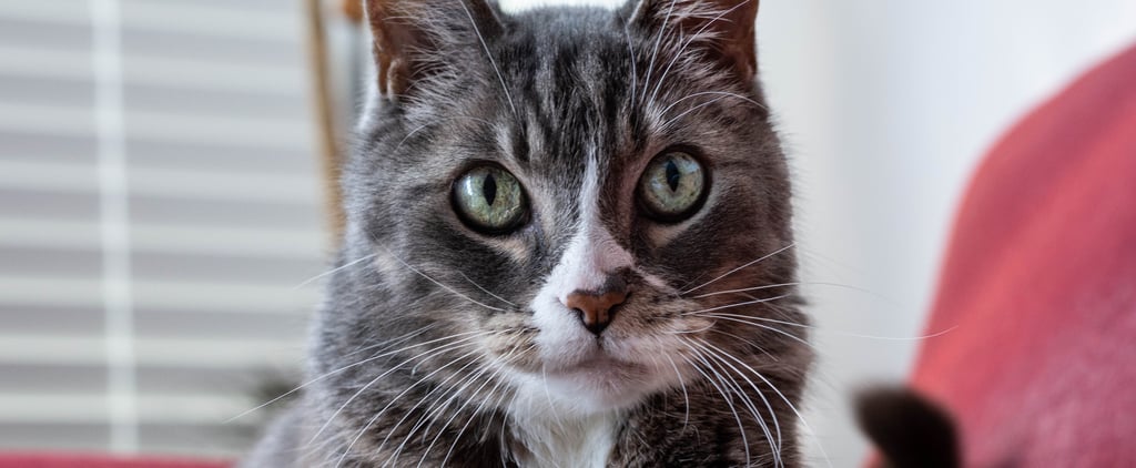 Why Does My Cat Stare at Me?