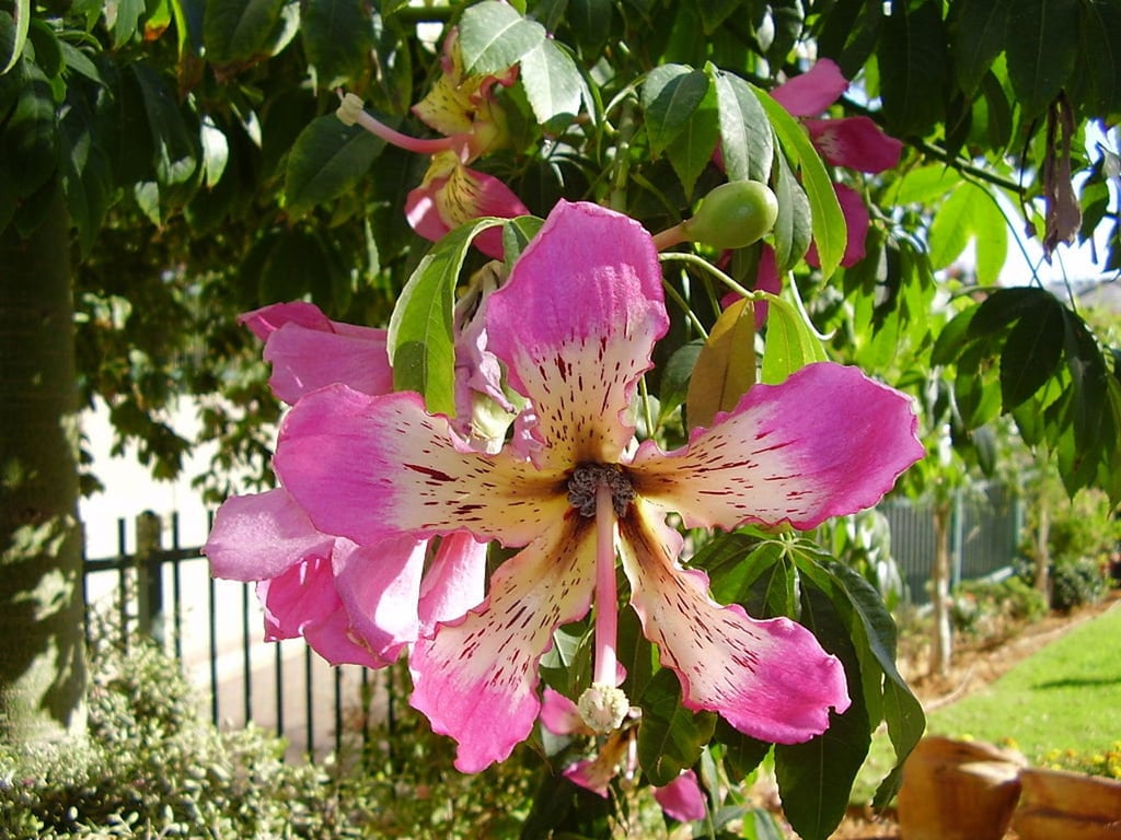 Snyder and Sons Nursery Live Floss Silk Tree
