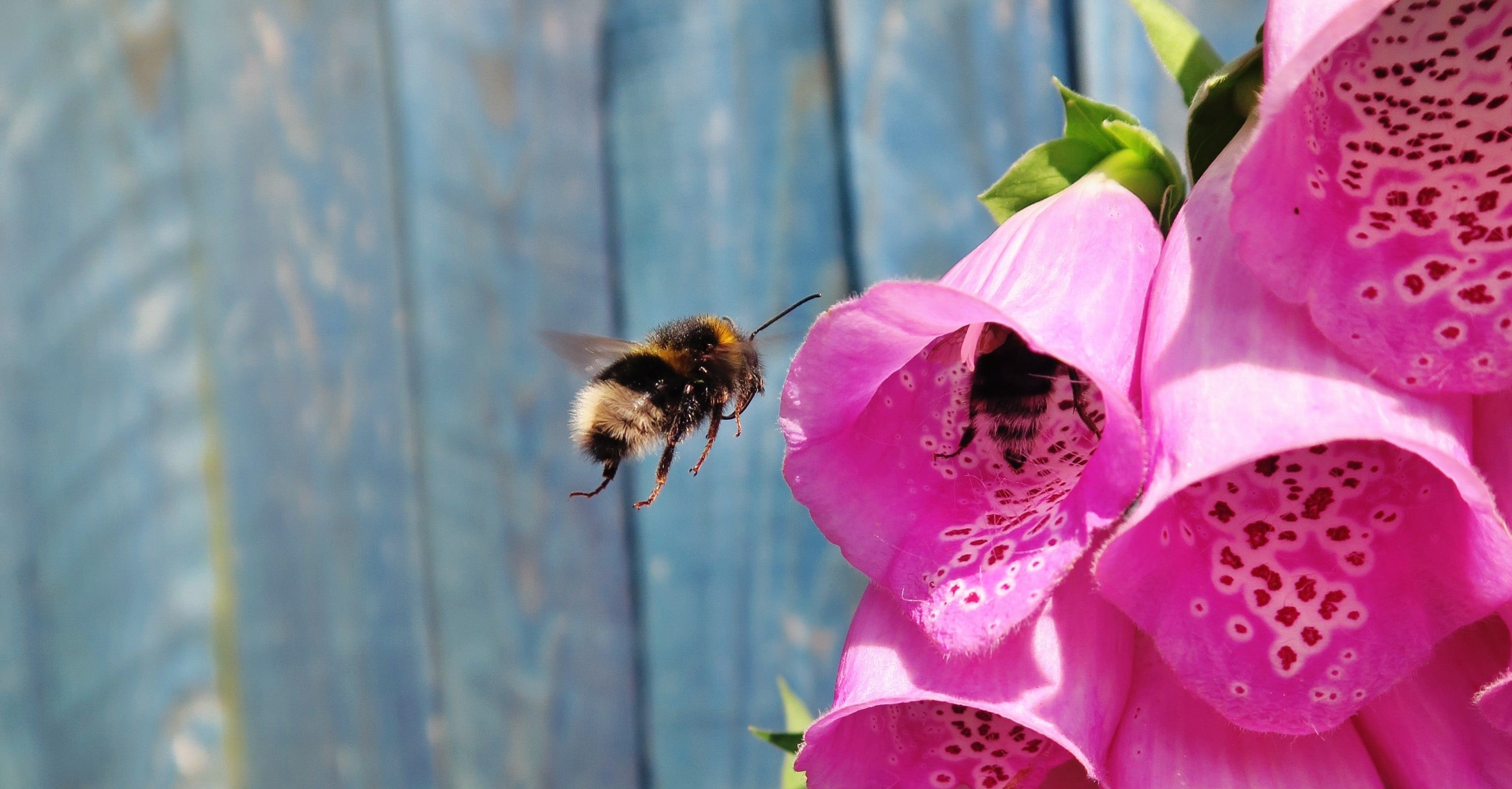 How to Keep Bees Away From Your House POPSUGAR Family