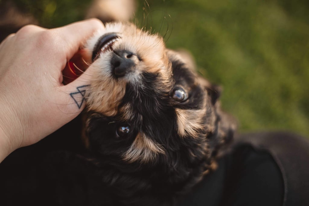 Zodiac Signs That Make the Best Pet Owners
