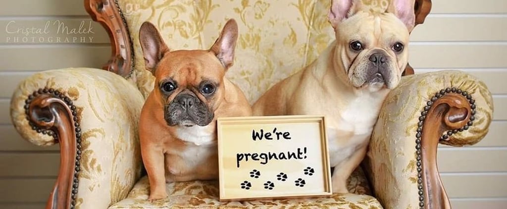 This Photographer Did a Maternity Shoot With French Bulldogs