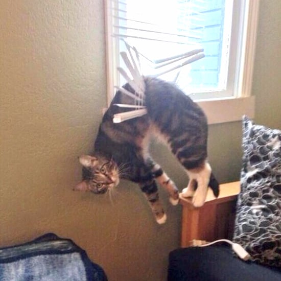 Funny Cat Fails