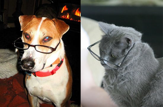 Study Shows Dogs Are Smarter Than Cats At Oxford University And