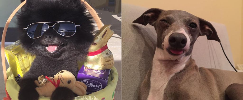 Most Famous Dogs on Twitter