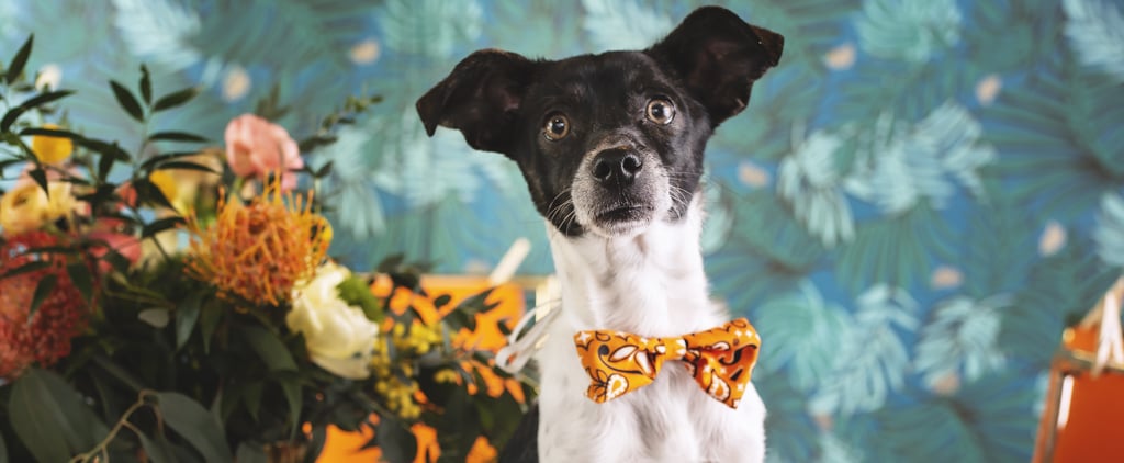 Photos of Dogs at a Fancy Dinner Party to Promote Adoption