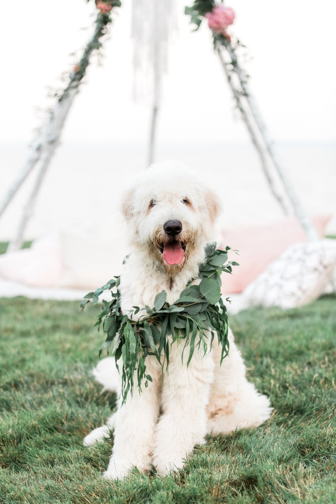 Dogs in Weddings