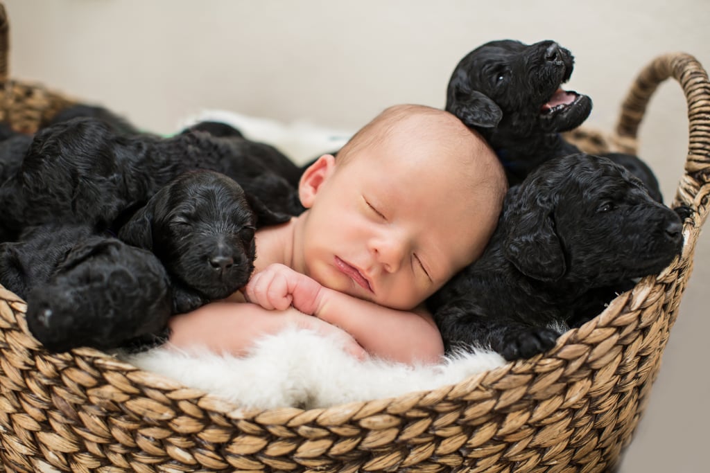 Newborn Baby and Puppies Photo Shoot