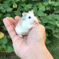 I'd Watch These Freaking Adorable Hamsters Do Pretty Much Anything
