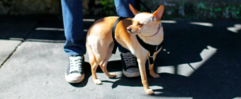 Most Popular Dog Names 2016