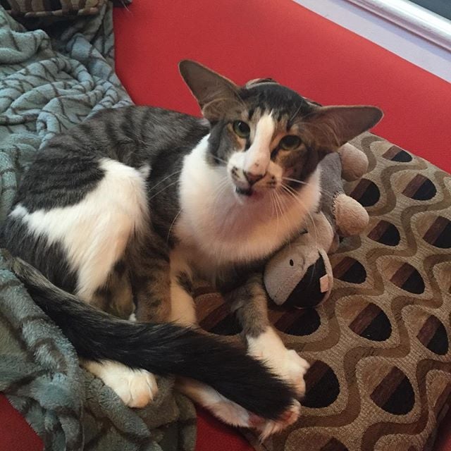 Cat That Looks Like Adam Driver POPSUGAR Pets