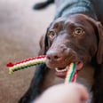 3 Experts Explain When (And Why) We Should Throw Out Our Pet's Toys