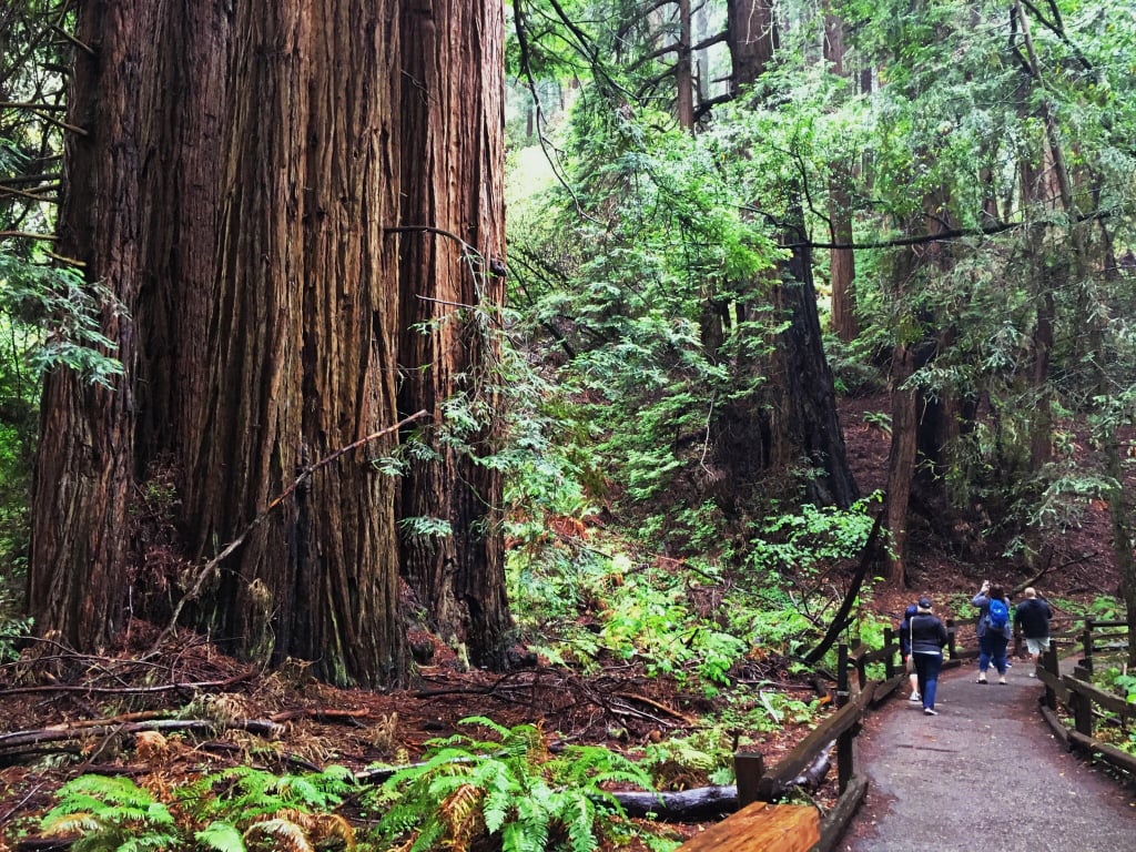Muir Woods, Giant Redwoods, and Sausalito Half-Day Trip (San Francisco, CA)