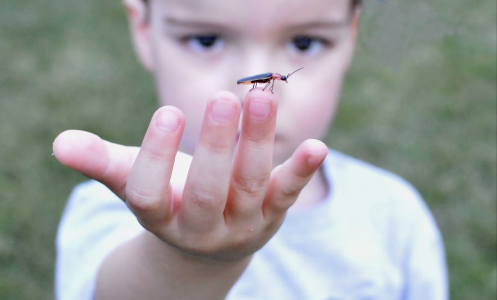 Catch Fireflies