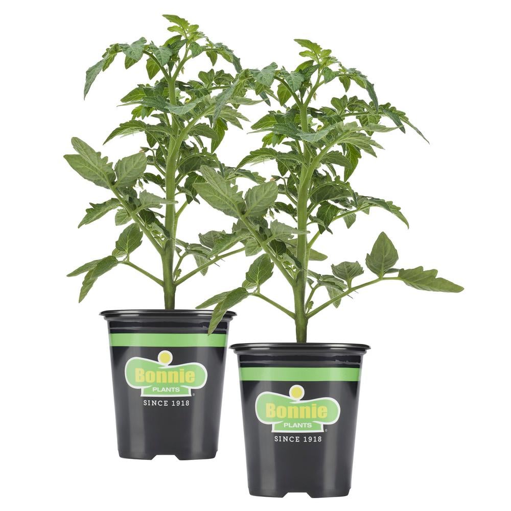 cherry tomatoes