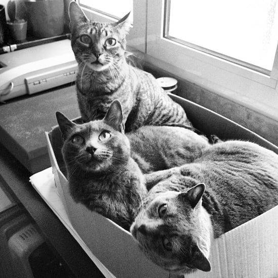 Cats in Cardboard Boxes