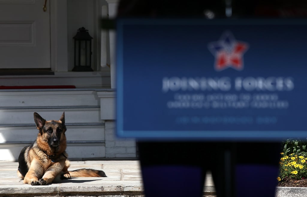 The Cutest Pictures of Joe Biden's Dogs, Champ and Major